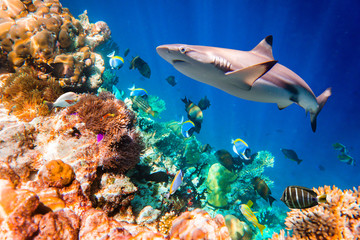 Tropical Coral Reef.