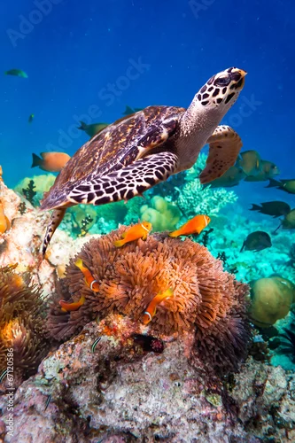 Obraz Hawksbill Turtle - Eretmochelys imbricata