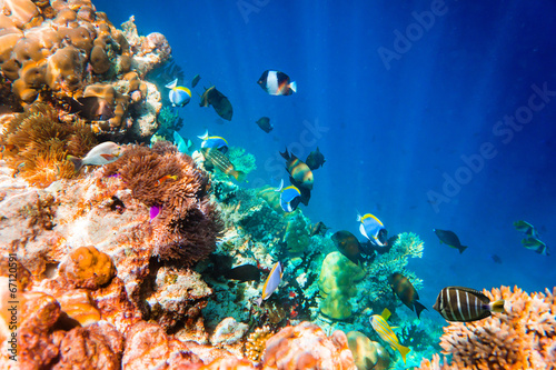 Fototapeta Naklejka Na Ścianę i Meble -  Tropical Coral Reef.