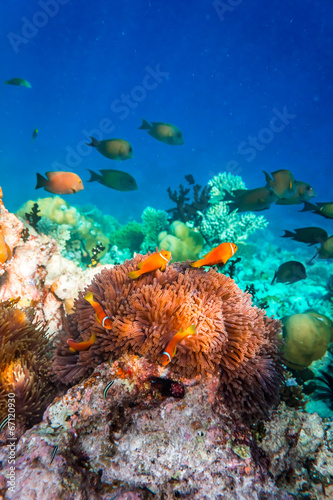 Anemonefish