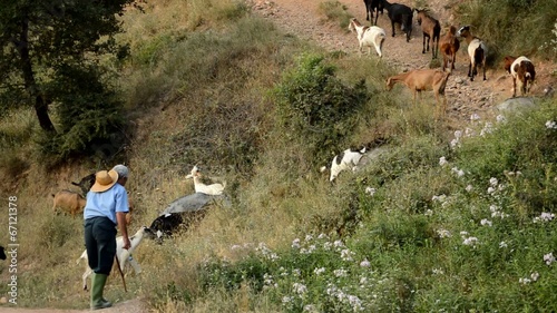 Goatherd Goes Uphill with his Goats