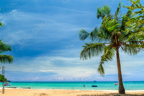 Palm Tree on  Saikaew Beach