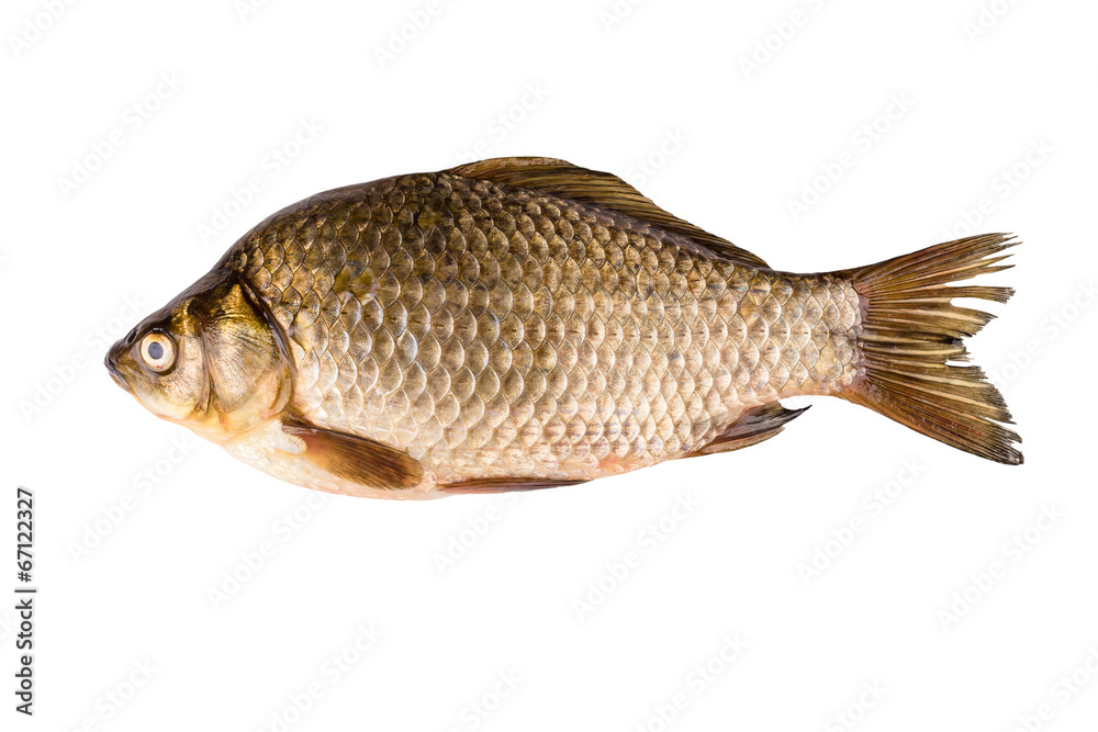 carp isolated on white background carp isolated on white background