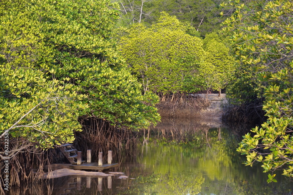 Mangrove trees along the turquoise green water