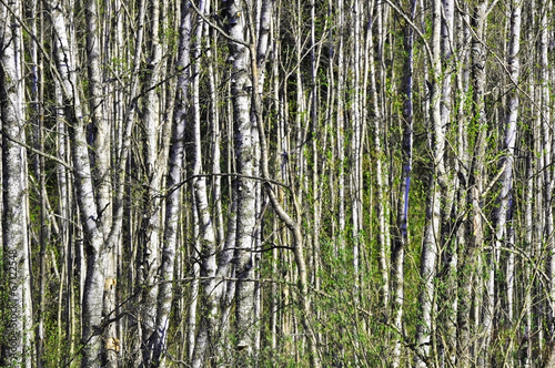 Dense forest of birch wood in the spring time