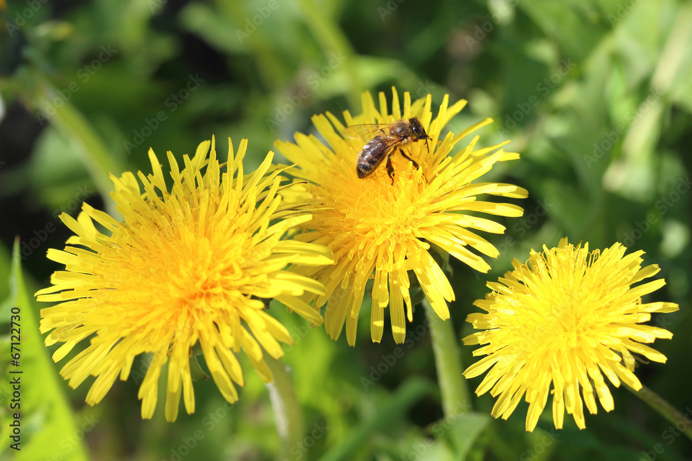 Dandelions