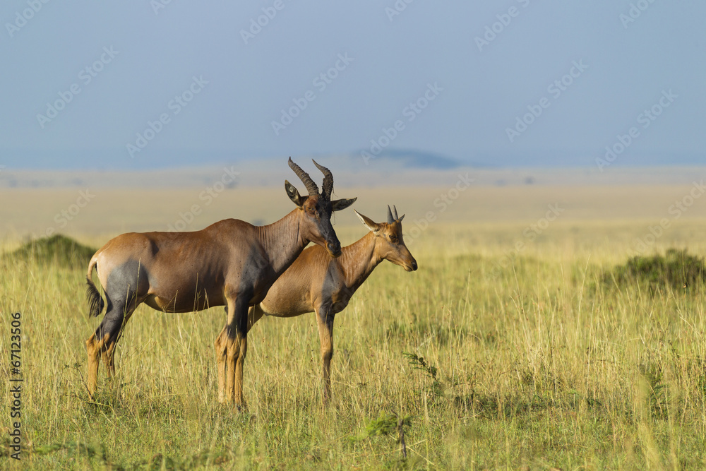 Topi mother with calf Topi mother with calf