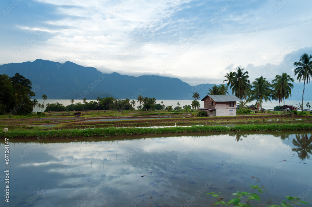 Rice fields near Lake Maninjau (Danau Maninjau) Rice fields near Lake Maninjau (Danau Maninjau)