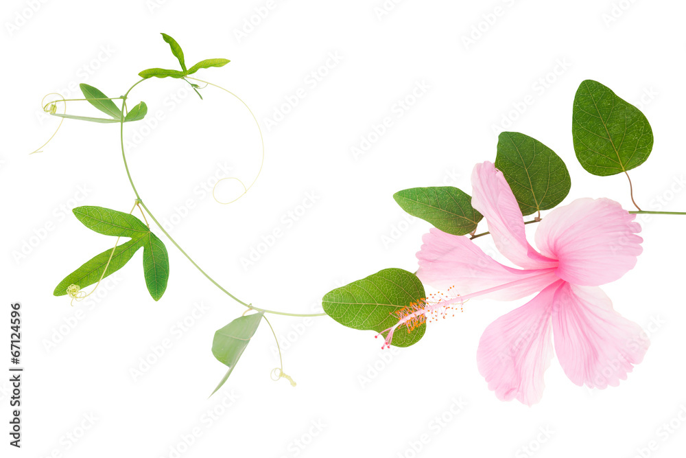 Fototapeta premium Green passionflower plant and hibiscus close up is isolated on w