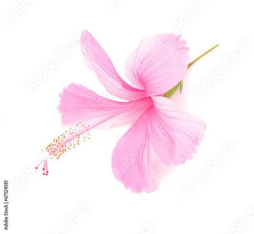 Fototapeta Naklejka Na Ścianę i Meble -  delicate pink hibiscus flower is isolated on white background