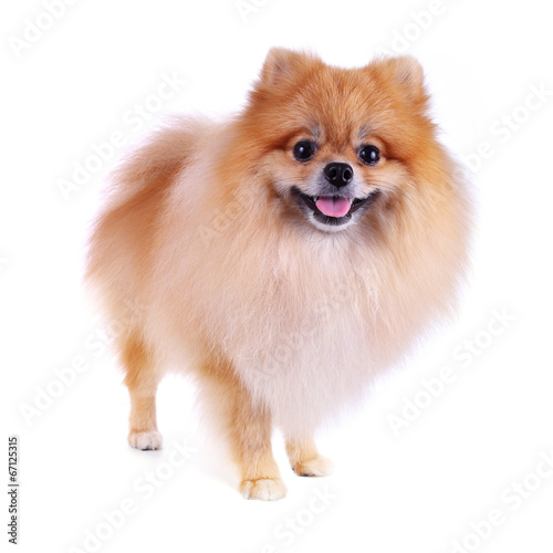pomeranian dog isolated on white background, cute pet in home