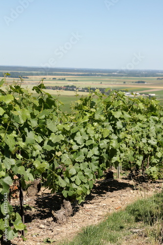 Canvas Print Vignoble champenois