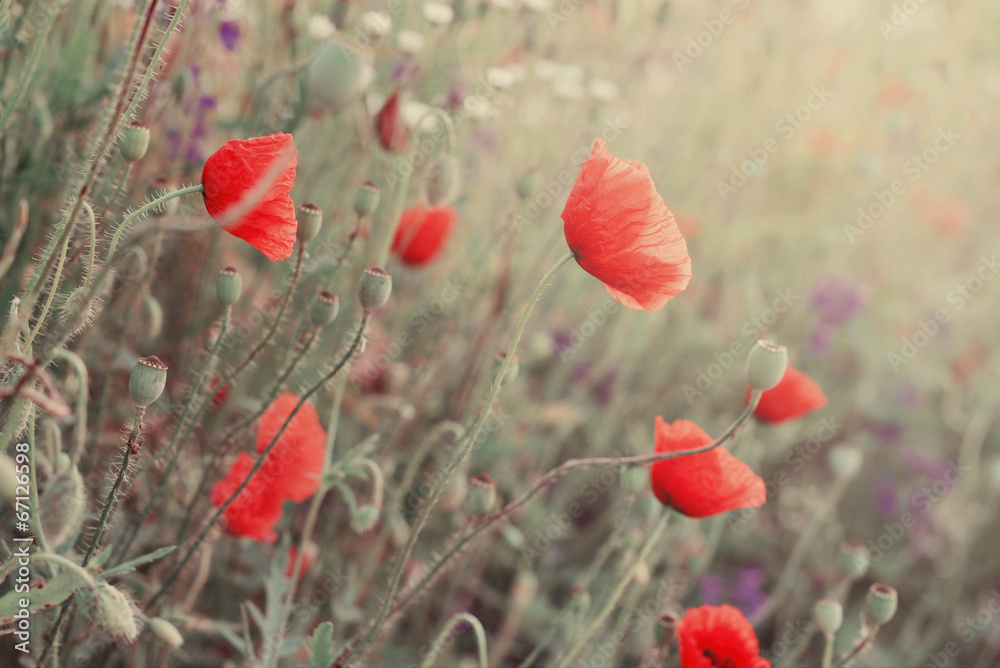 Obraz premium Poppy Flowers