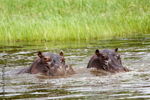 Hippo Duo im Wasser