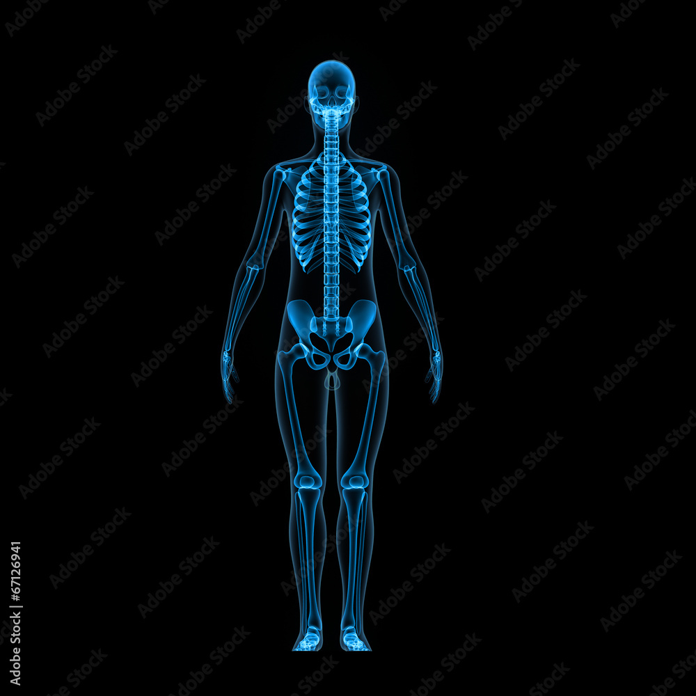 Skeleton Skeleton