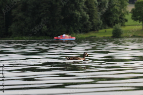 Ente schwimmt am Untreusee vor Tretboot