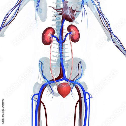 Photography Kidneys