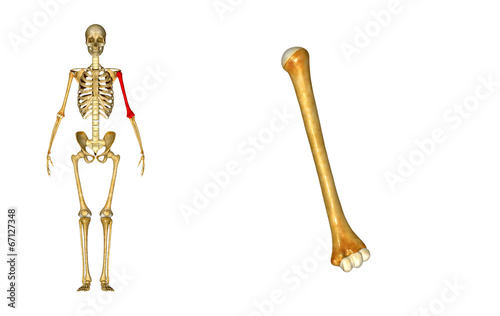 Left Humerus