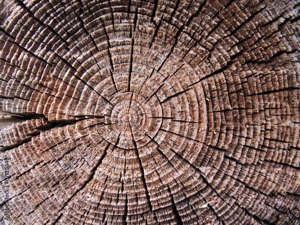 Fototapeta premium Jahresringe - annual rings