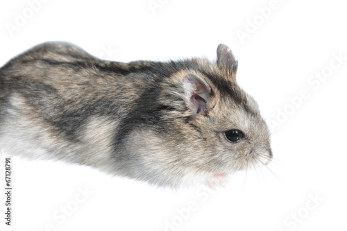Djungarian hamster isolated on white