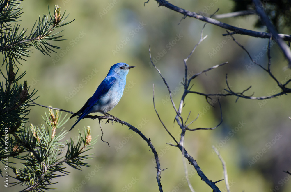 Mountain Bluebird Perched in a Tree