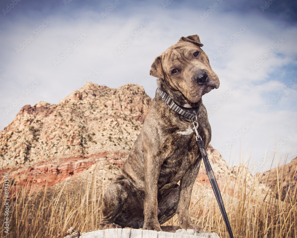Mixed breed rescue posed by desert rocks Mixed breed rescue posed by desert rocks