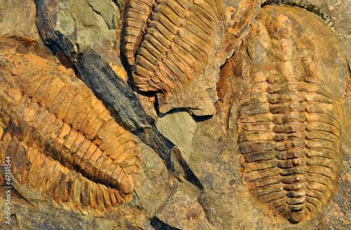old fossils - trilobit
