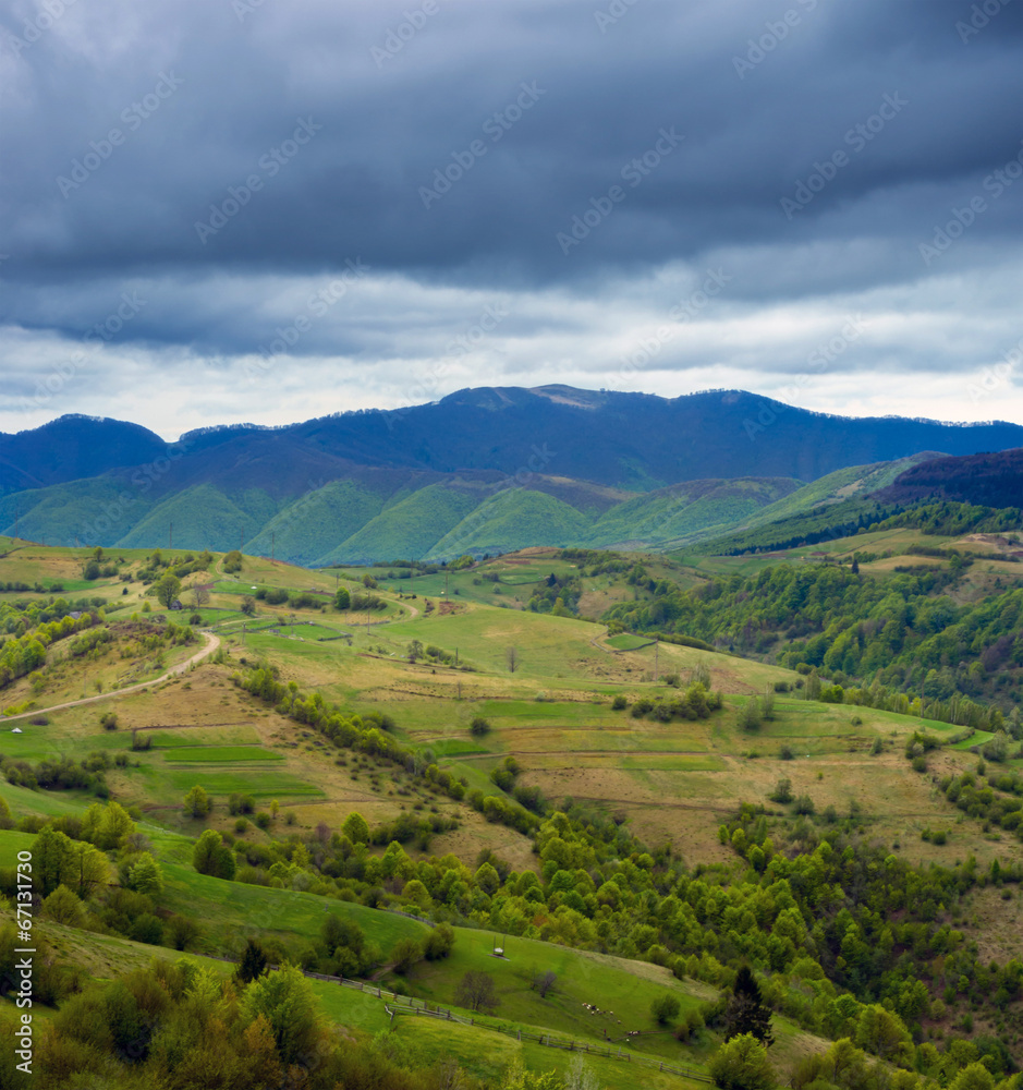 Forest and meadow in the mountains.