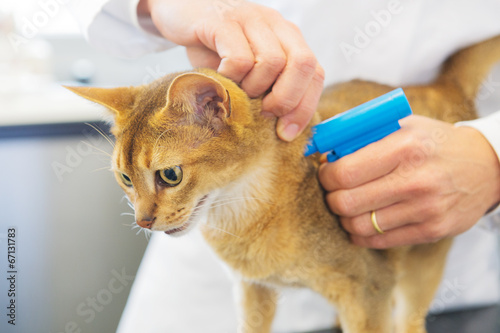 Fotografie Microchip implant by cat