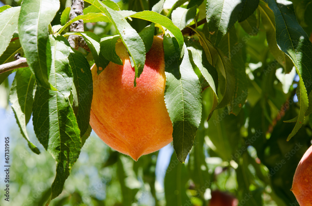 Fototapeta premium Ripe peaches on the tree