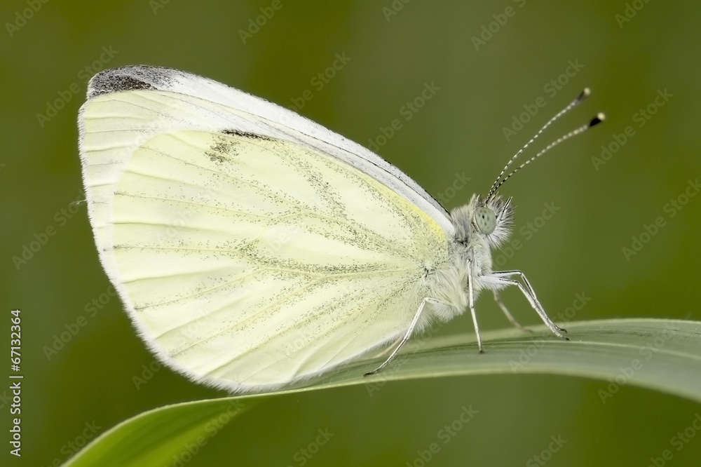 The Green-veined White / Pieris napi The Green-veined White / Pieris napi