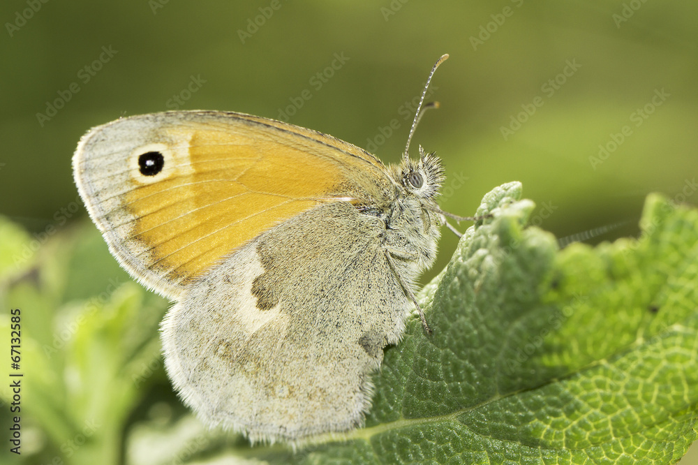The Small Heath / Coenonympha pamphilus The Small Heath / Coenonympha pamphilus