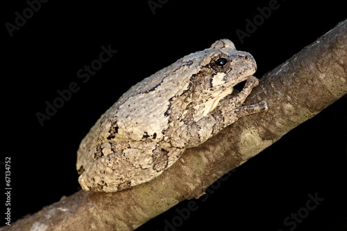 Gray Tree Frog (Hyla versicolor)