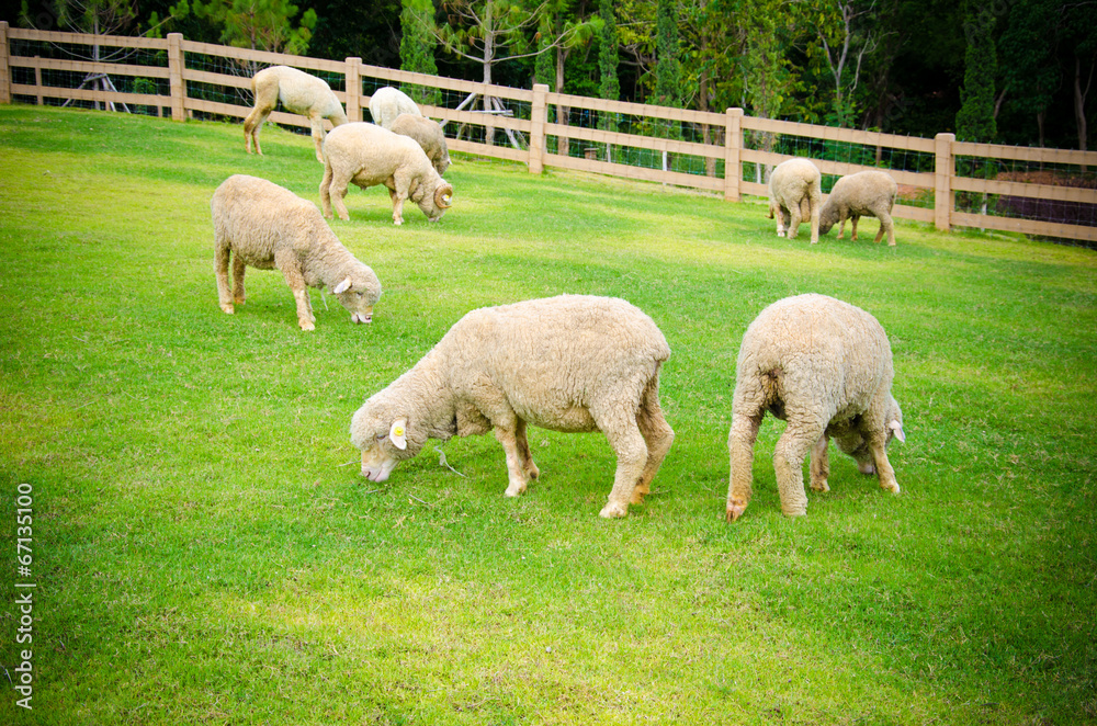 Fototapeta premium sheep