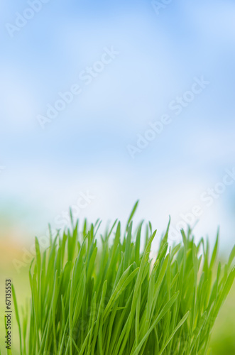 Wheat grass in pot