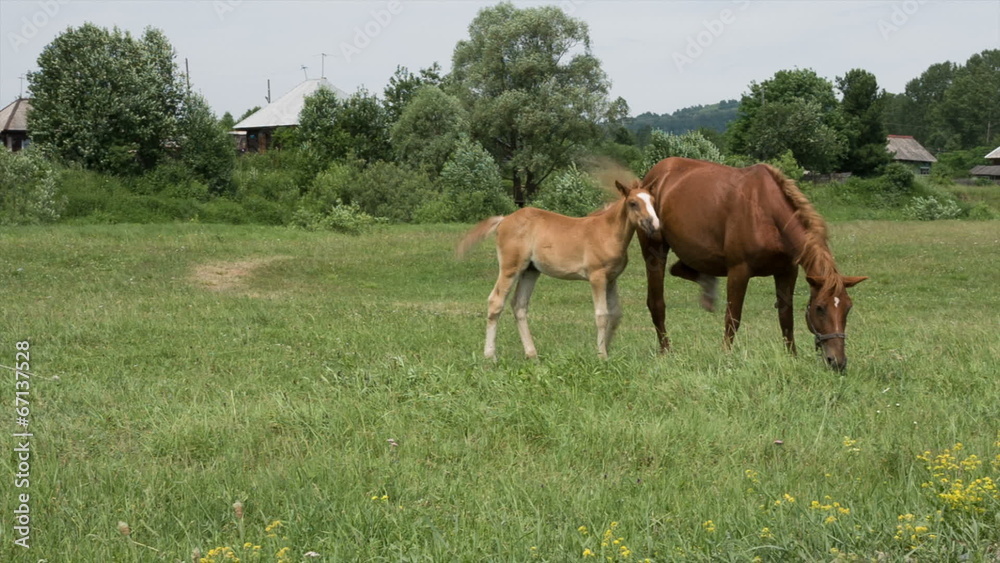 Mare and foal grazing in a meadow Mare and foal grazing in a meadow