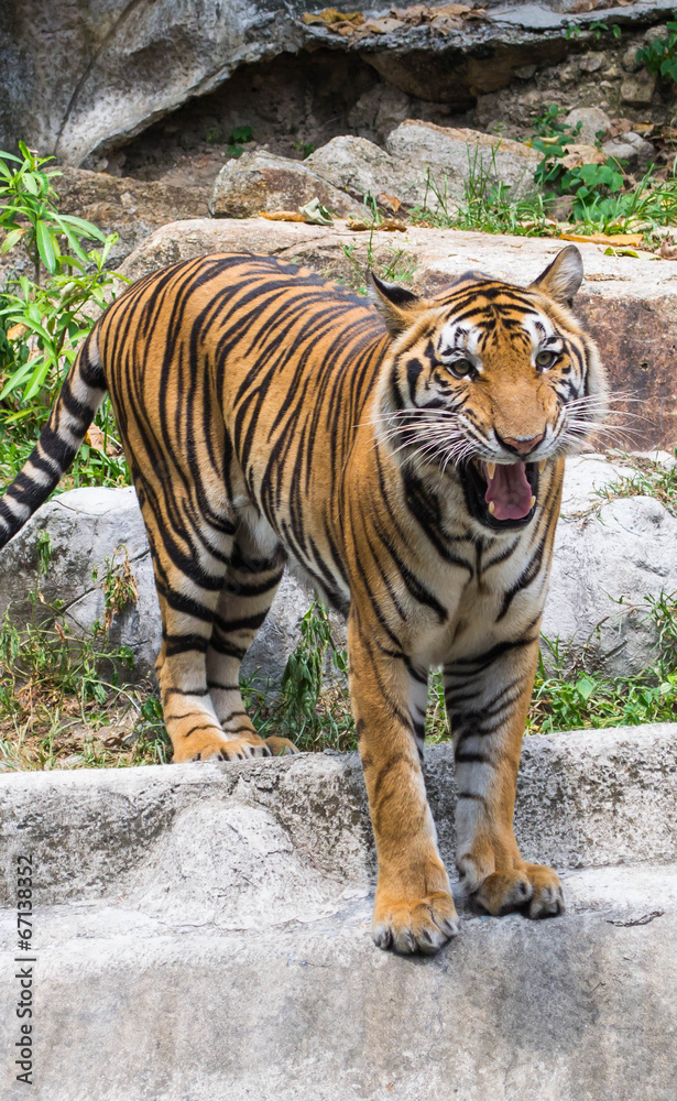 Obraz premium Tiger