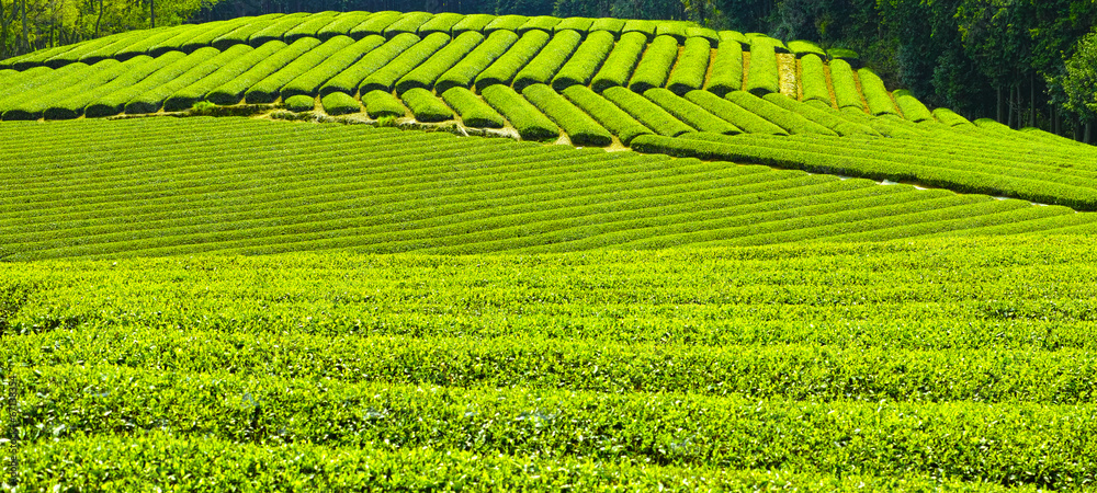 茶畑