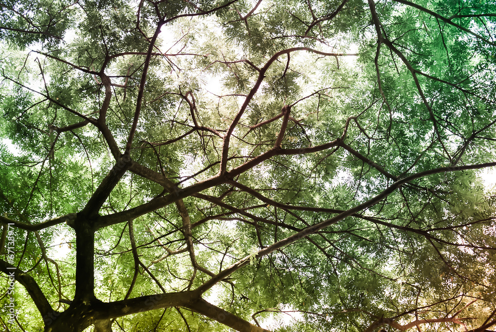 Under big green tree. Nature background in fancy color Under big green tree. Nature background in fancy color