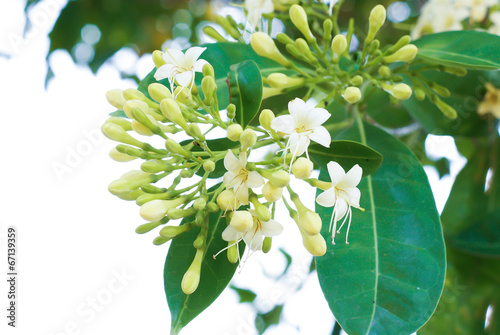 Close up Tembusu flowers(Fagraea fragrans Roxb.)