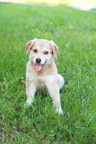 Little cute Golden Retriever puppy, outdoors