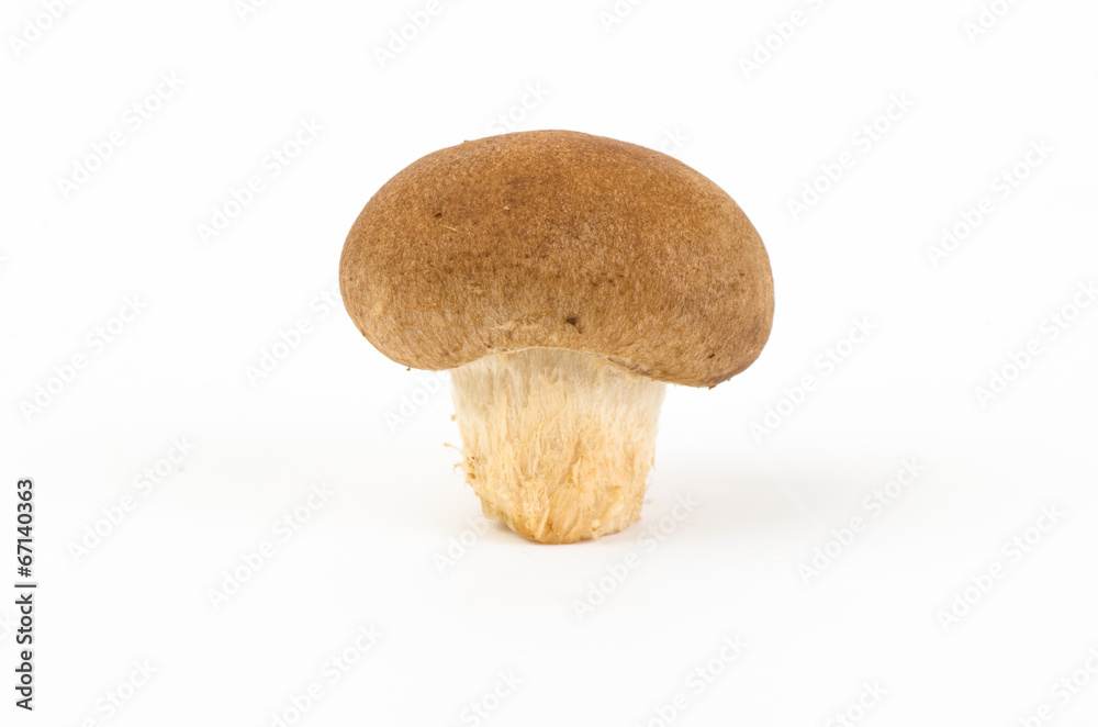 Mushroom Mushroom