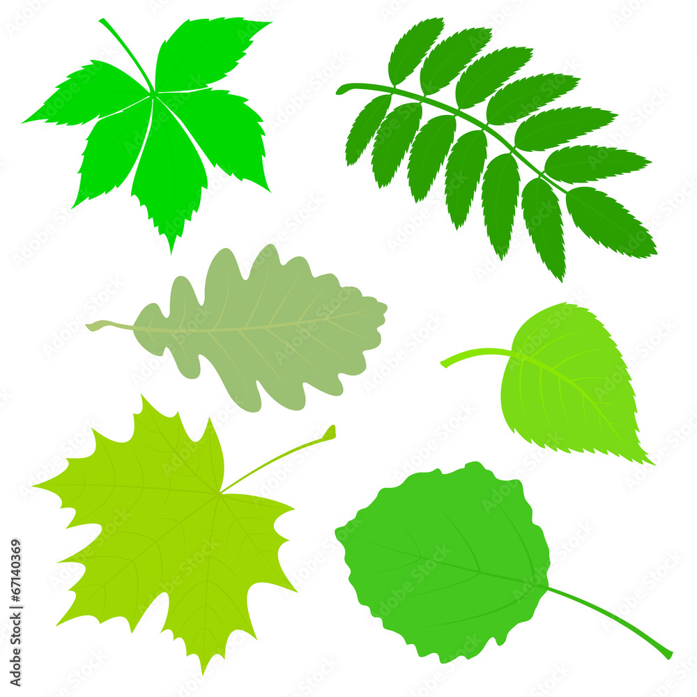 Set of green leaves. Set of green leaves.