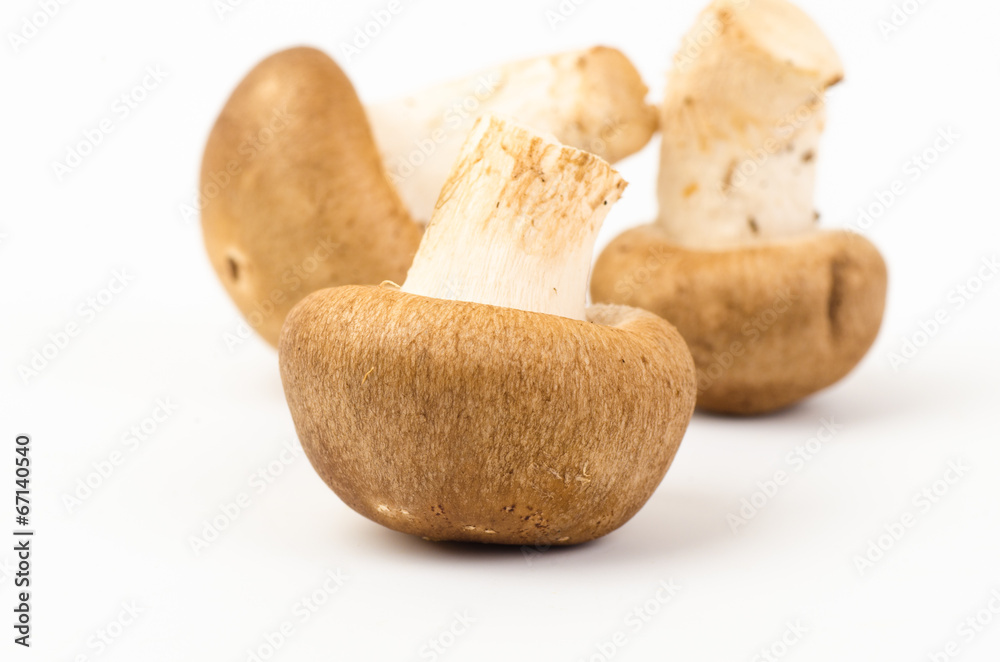 Mushroom Mushroom
