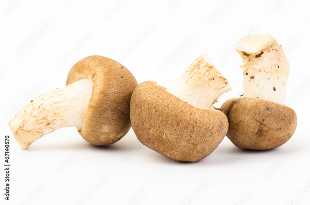 Mushroom Mushroom