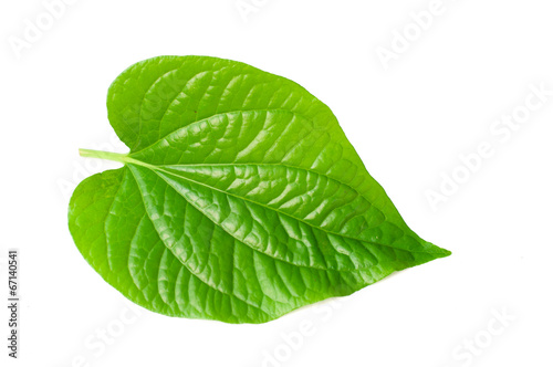 Wild Betel Leafbush , Piper sarmentosum Roxb on white background