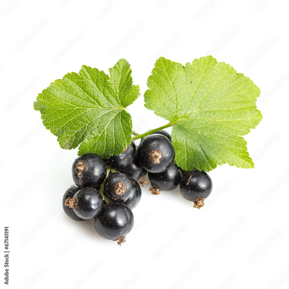 Ribes nigrum (Blackcurrant) fruit and leaves Ribes nigrum (Blackcurrant) fruit and leaves