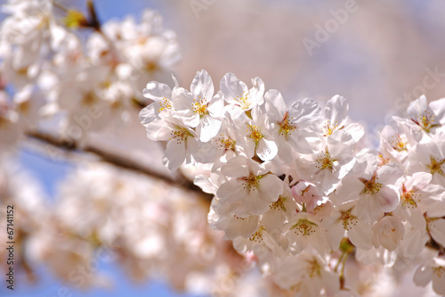 桜