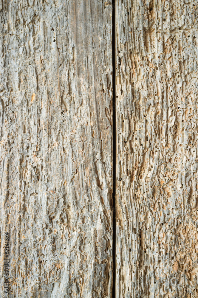 Obraz premium Old wood