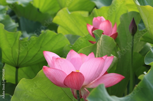 Lotus flowers and bud